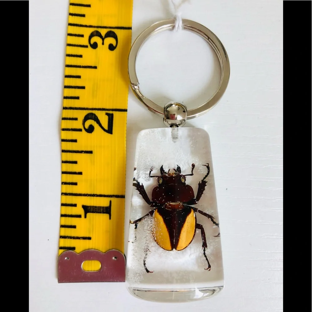Natural beetle in acrylic resin keychain